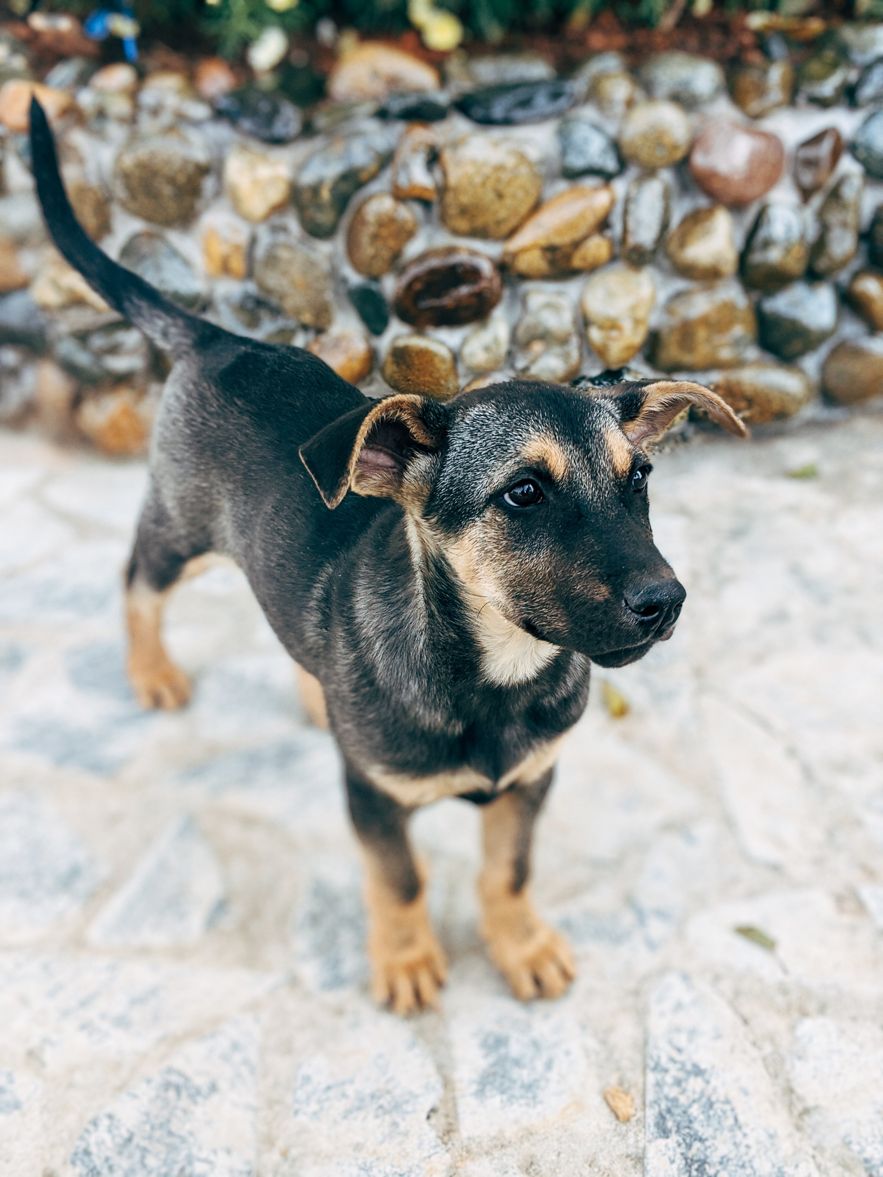 Fresh breath, happy pup.