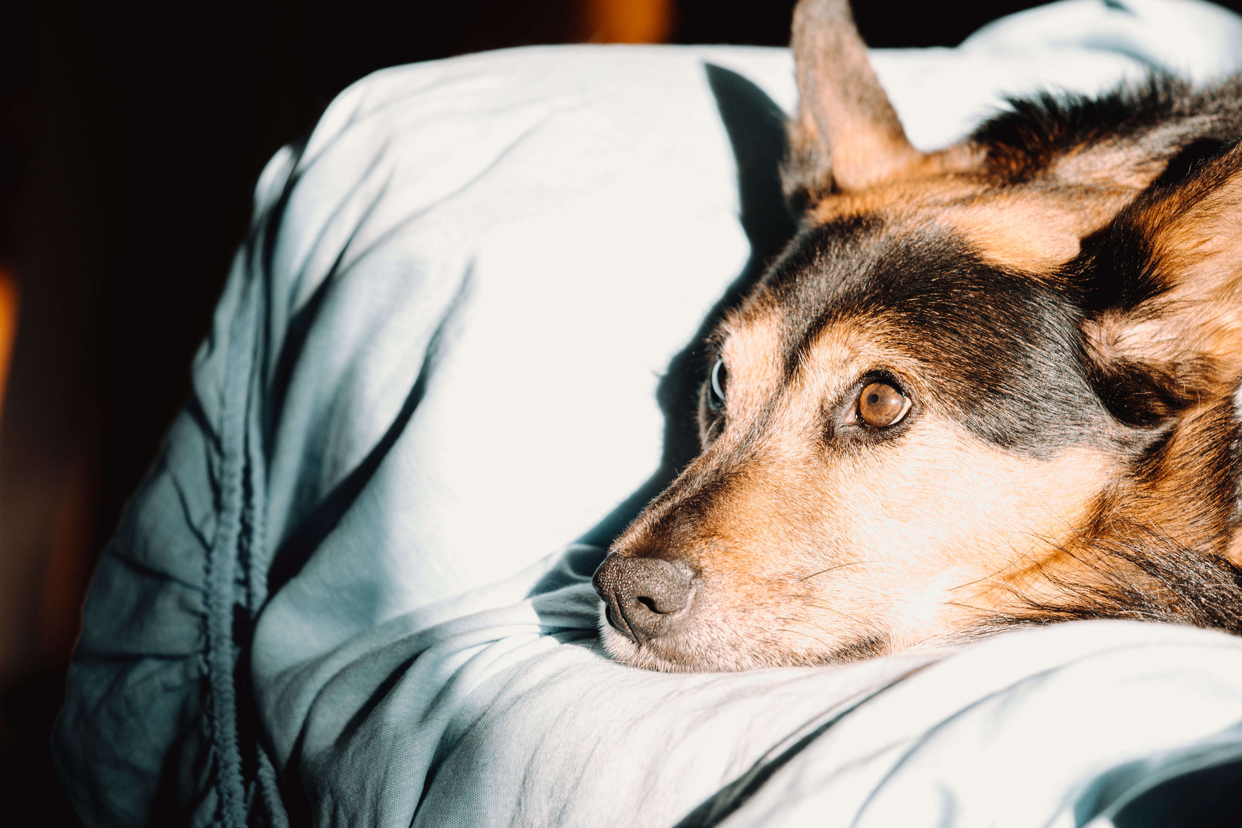 Best product for paw care.